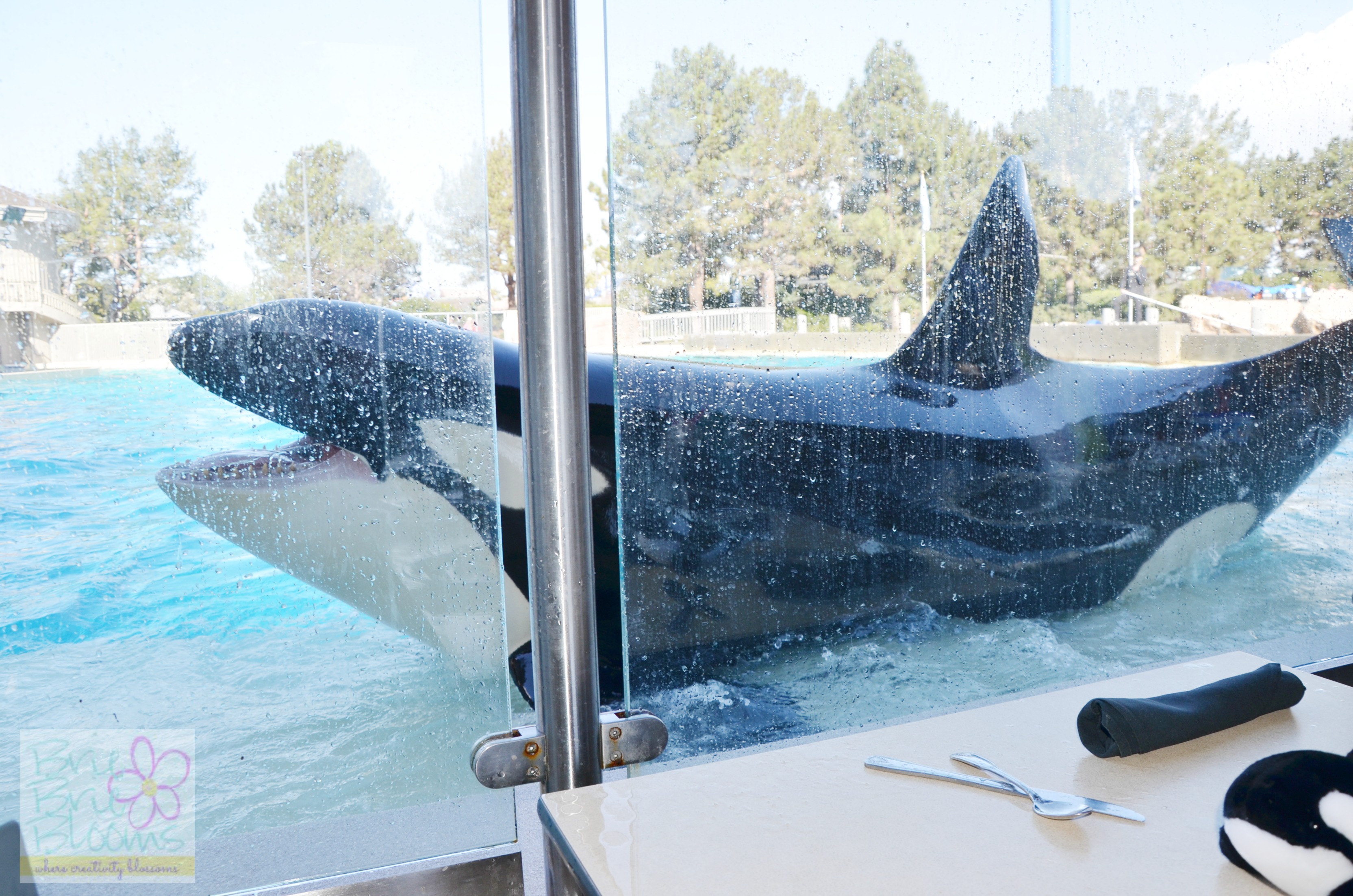 Killer-whales-at-Dine-with-Shamu-SeaWorld-San-Diego