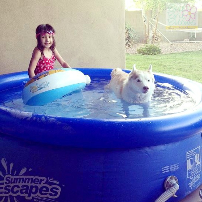 keep-your-pets-cool-in-the-summer-with-a-kiddie-pool