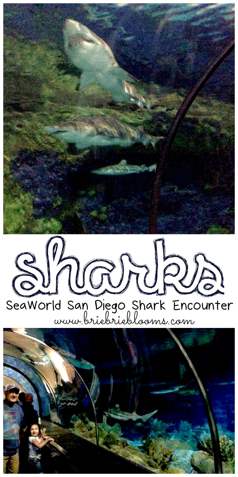 SeaWorld-San-Diego-Shark-Encounter