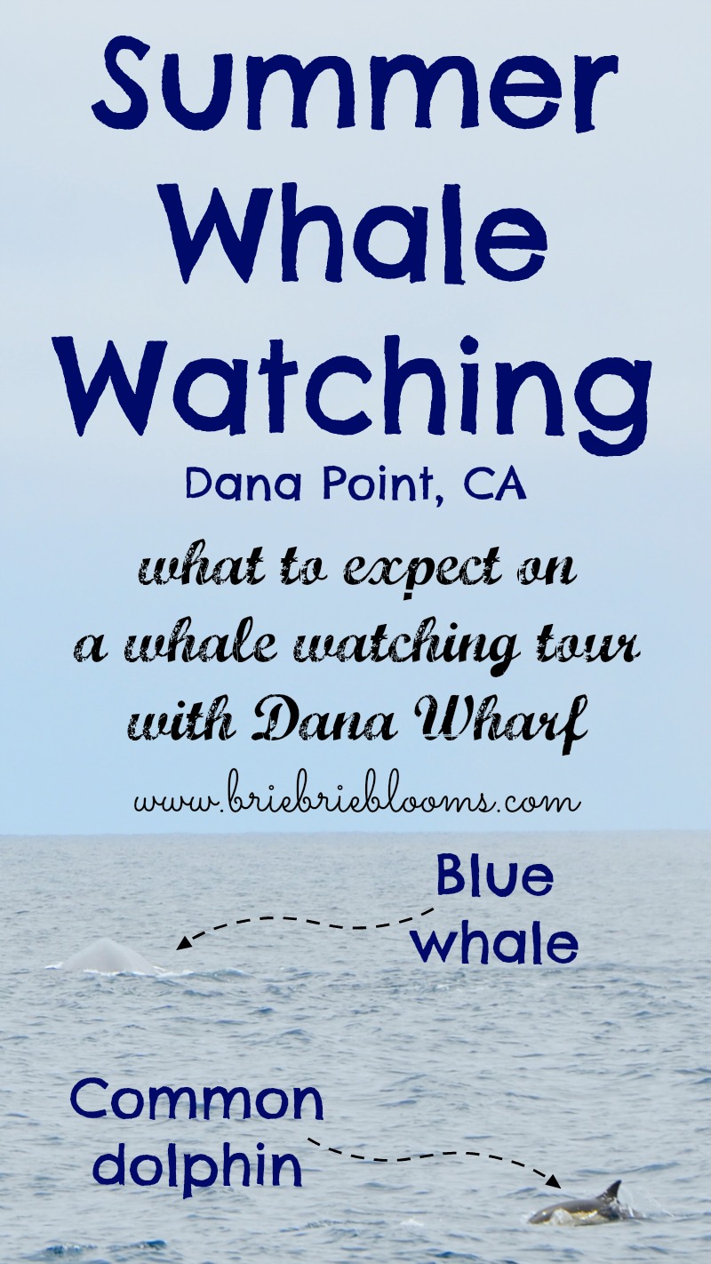 Summer-whale-watching-dana-point-ca-dana-wharf