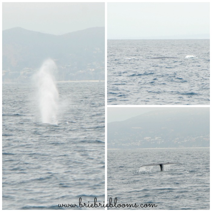 blue-whales-in-dana-point-ca-dana-wharf