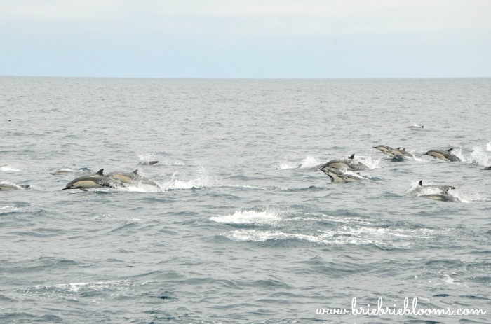 common-dolphins-dana-point-ca-dana-wharf