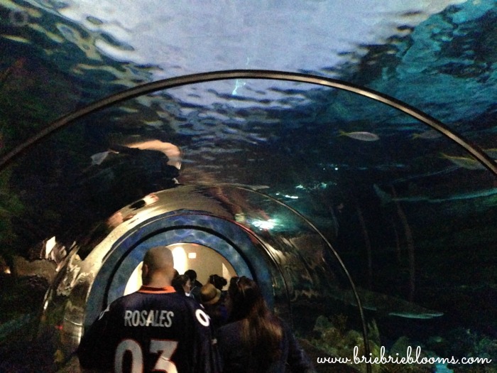 shark-encounter-underwater-viewing-tunnel