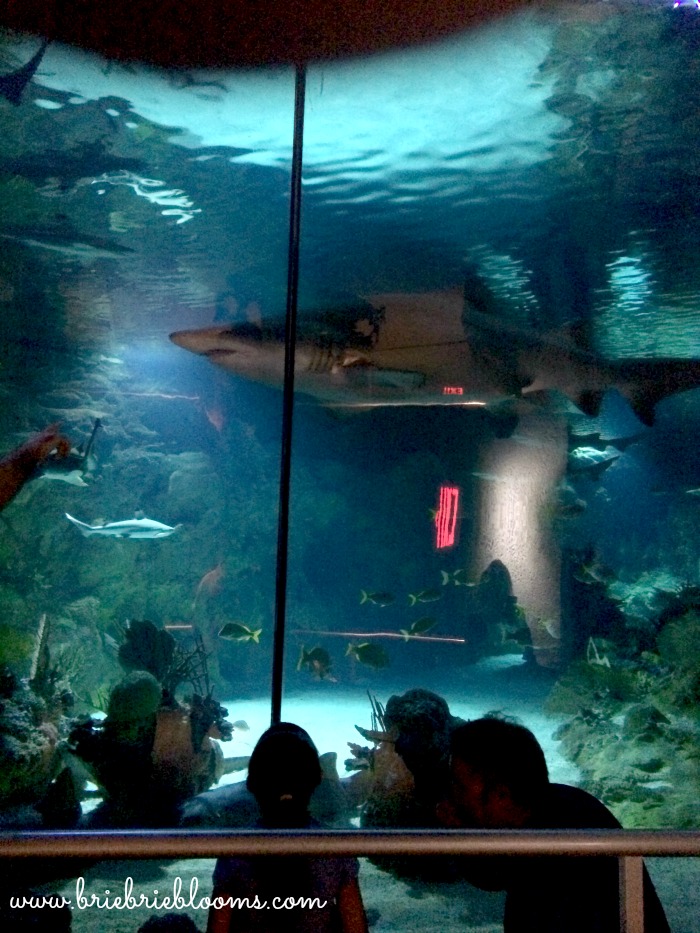 shark-encounter-view