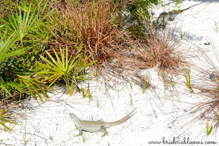 Beaches-Turks-and-Caicos-iguanas-#BeachesMoms