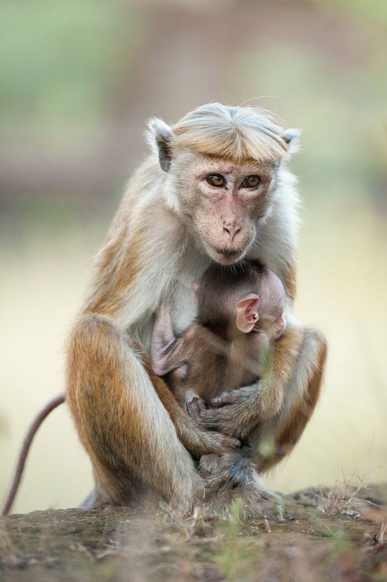 Monkey-Kingdom-baby-monkey-survival-love
