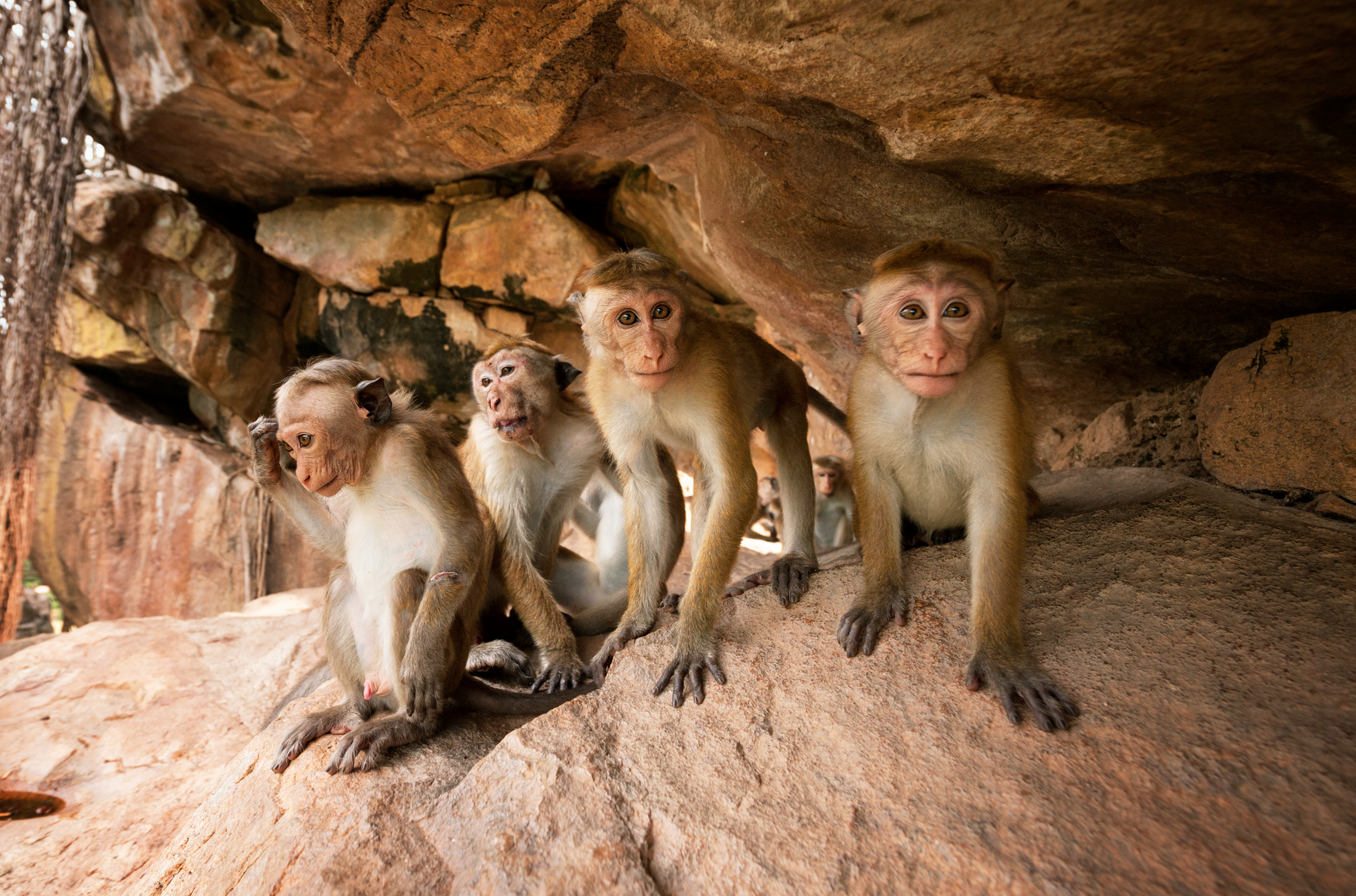 Monkey-Kingdom-baby-monkey-survival-shelter