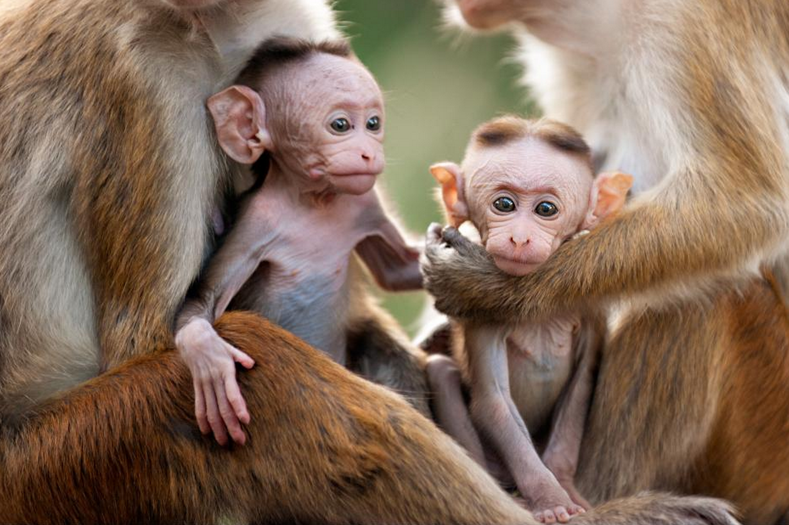 Monkey-Kingdom-baby-monkey-survival-socialization