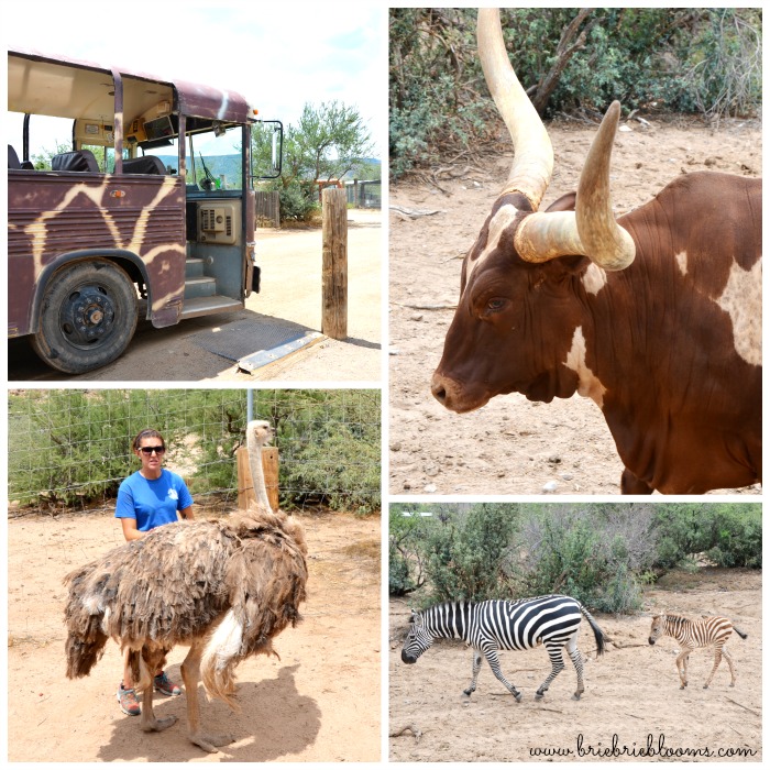 out-of-africa-wildlife-park-african-bush-safari