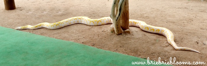 out-of-africa-wildlife-park-snake