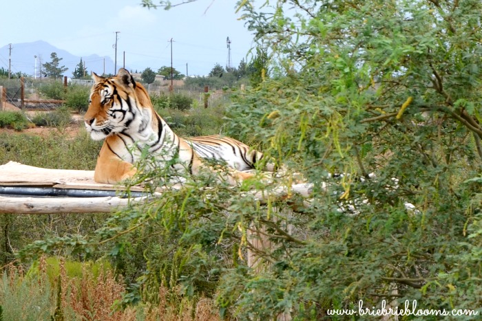 out-of-africa-wildlife-park-tiger