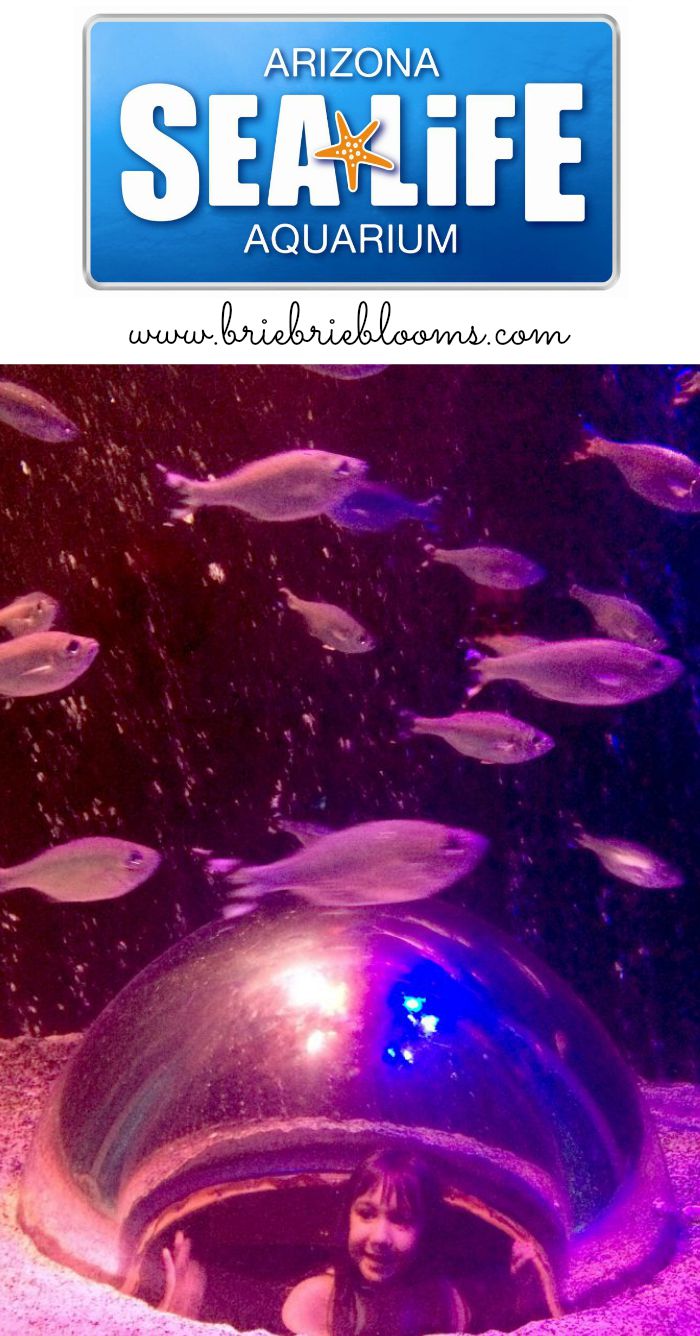 AZ-Sea-Life-aquarium