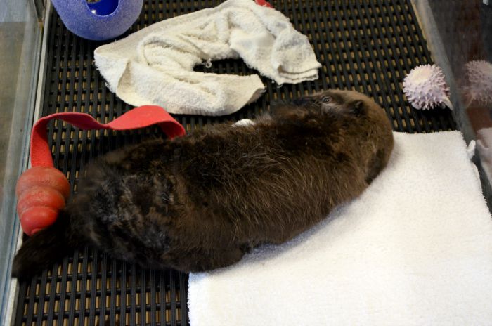 SeaWorld-San-Diego-otter-nursery-care