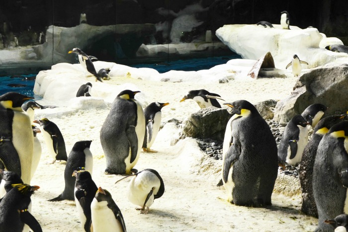 penguin-encounter-SeaWorld-San-Diego