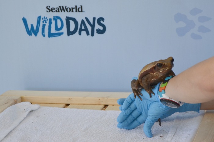 5-reasons-to-attend-SeaWorld-Wild-Days-animal-encounters