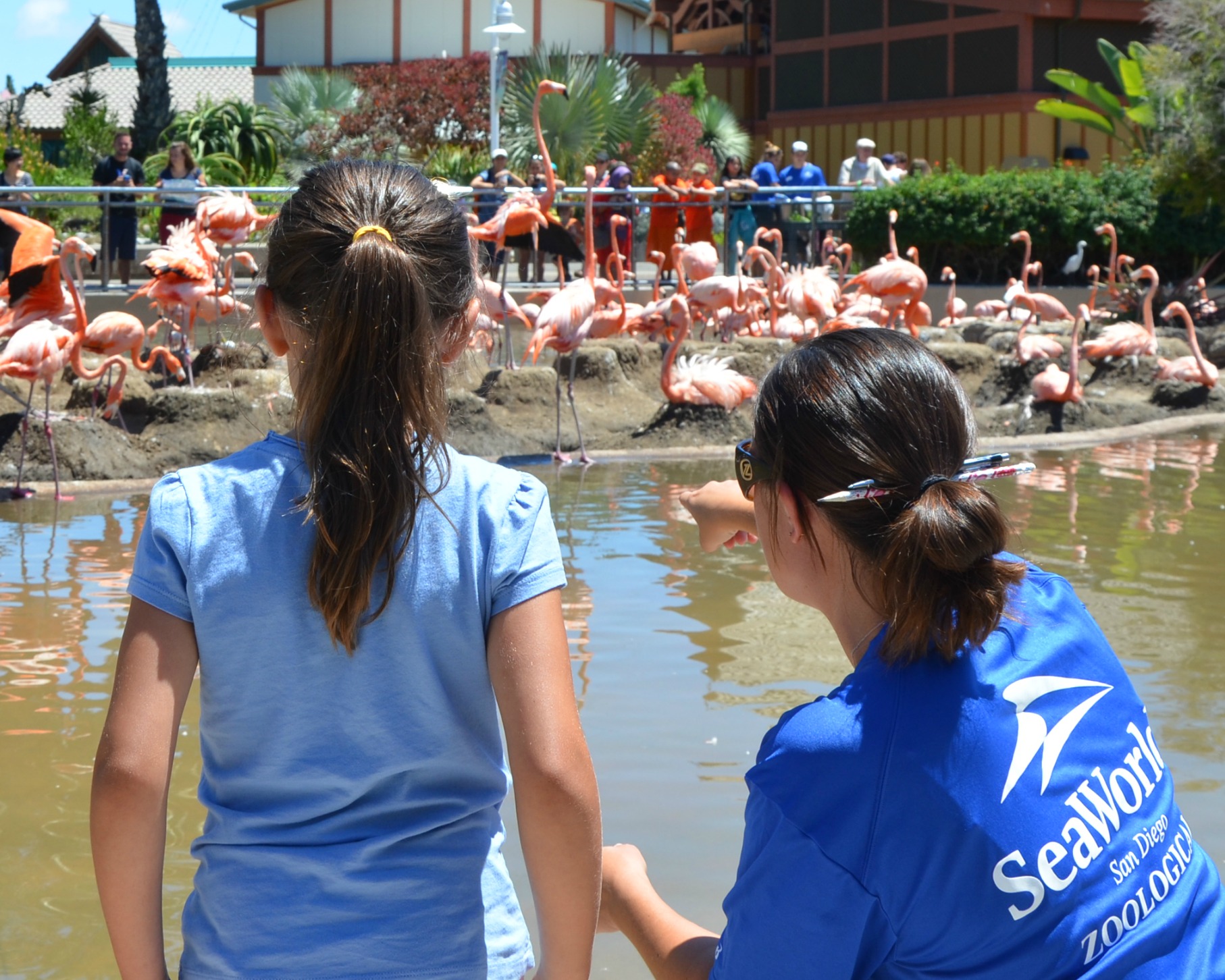 flamingos-SeaWorld-San-Diego