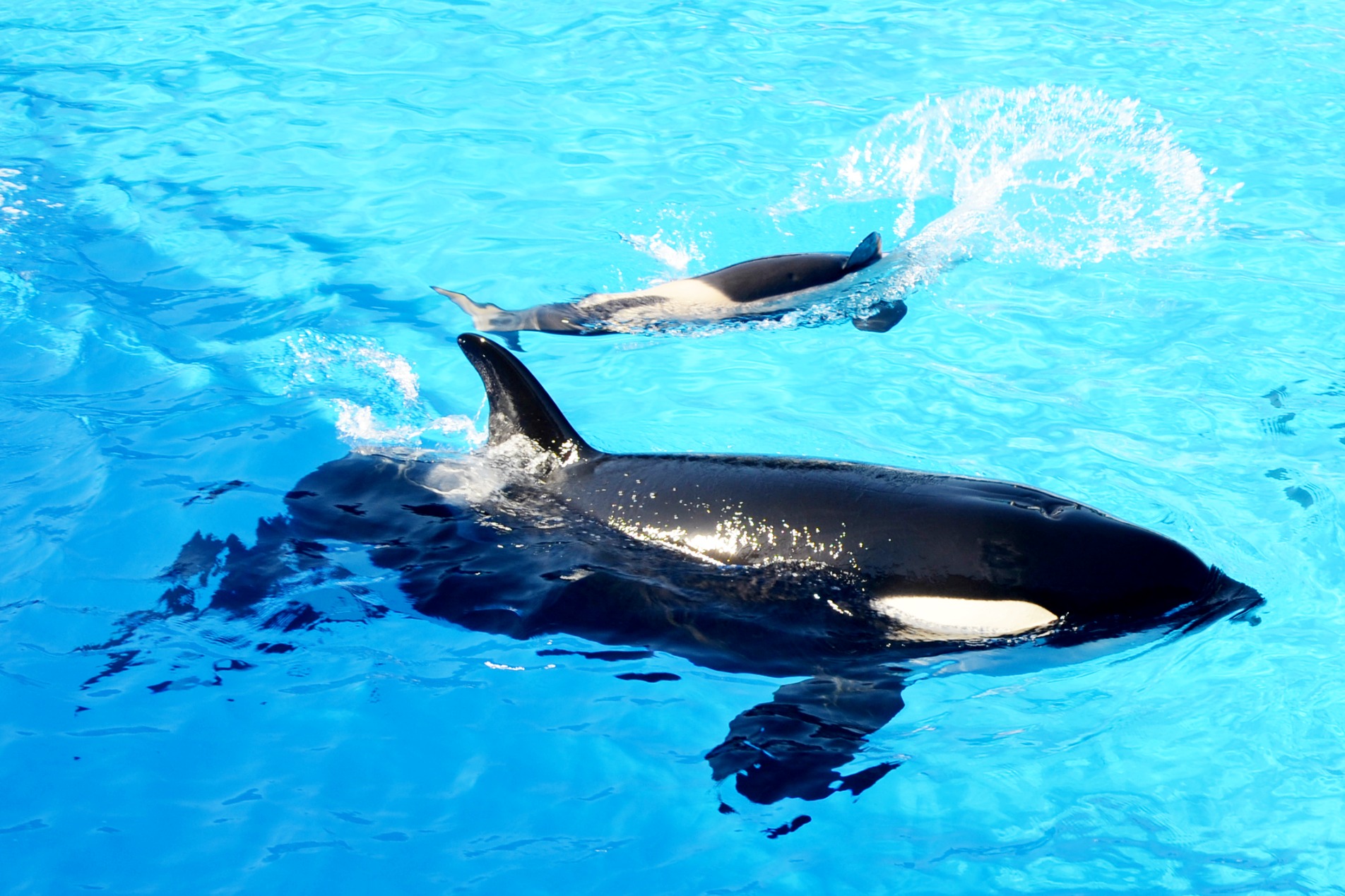 killer-whale-baby-SeaWorld-San-Diego