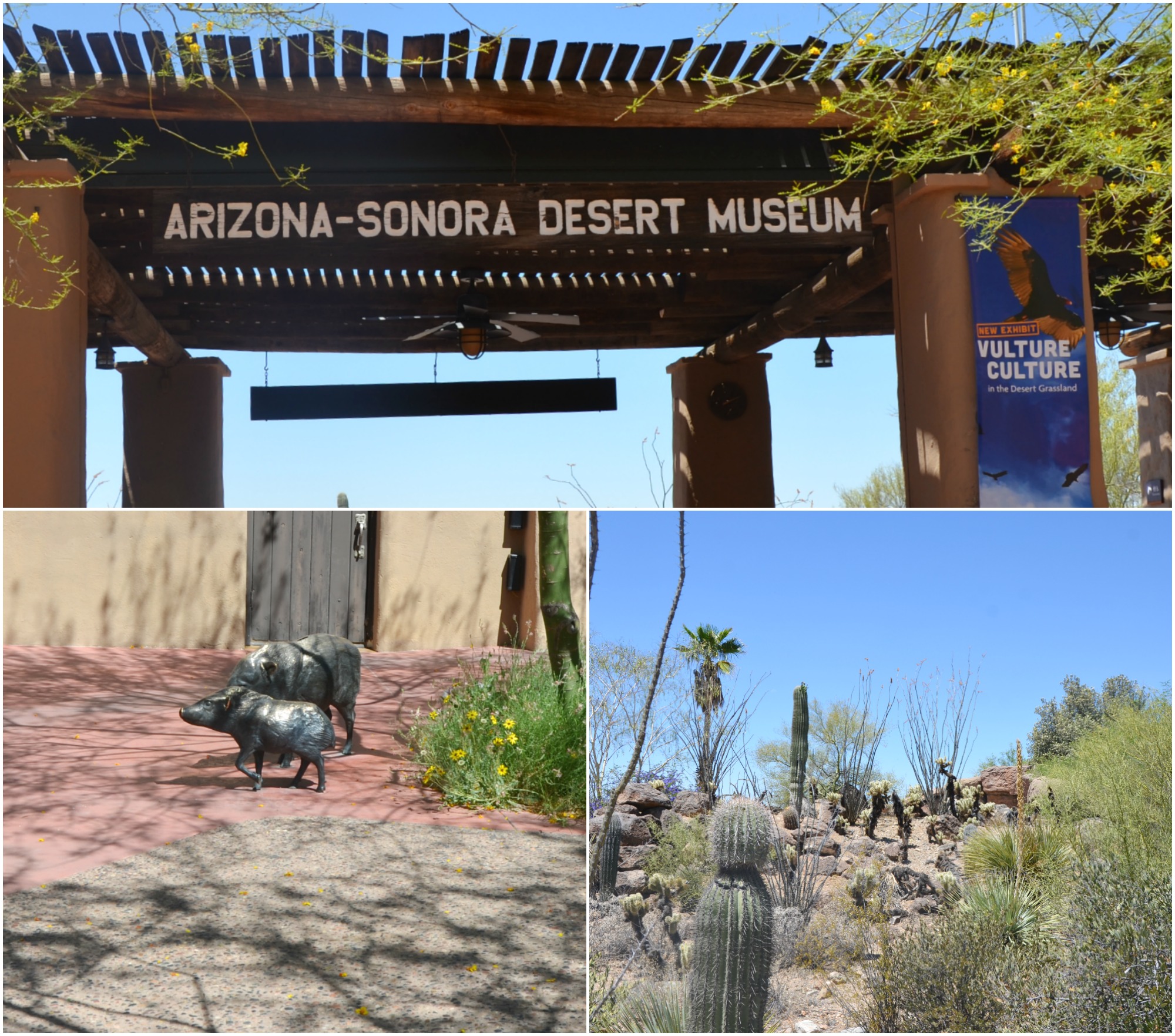 Arizona Sonora Desert Musuem entrance