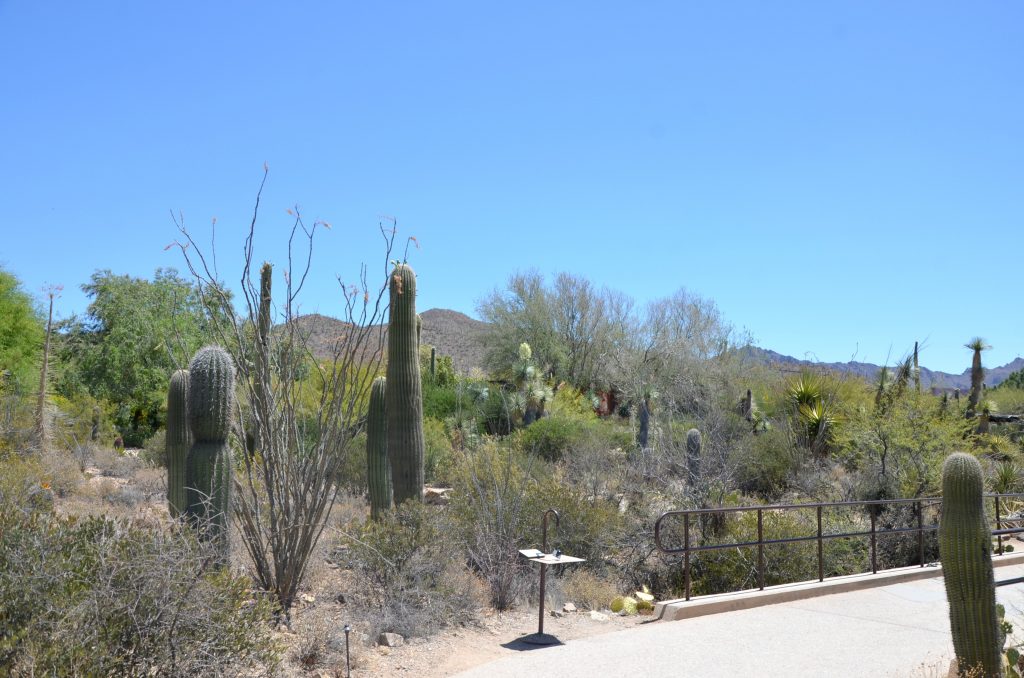 Arizona-Sonora Desert Museum, Tucson, AZ Family Travel - Brie Brie Blooms