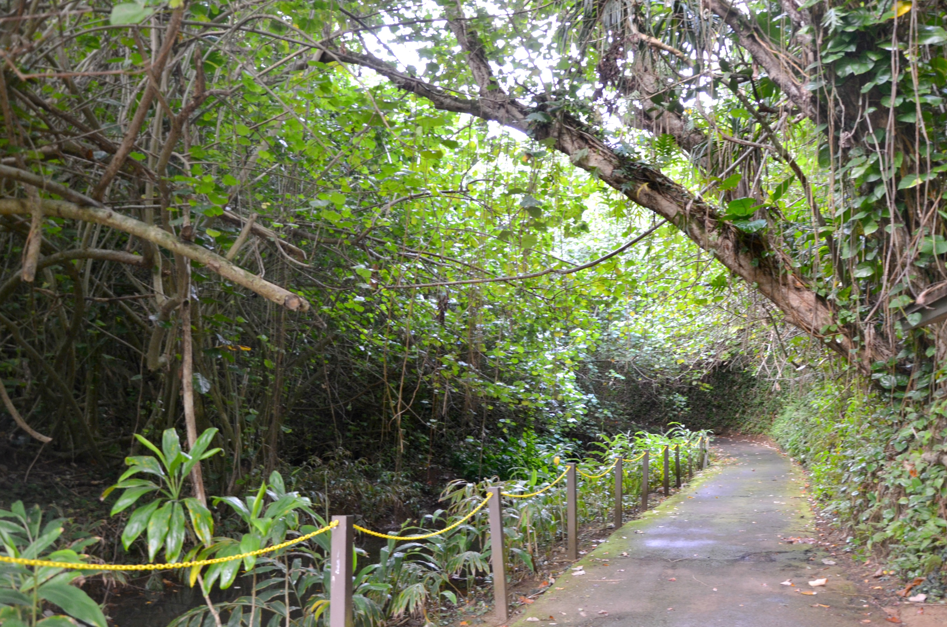 Hanalei Bay Resort beach path