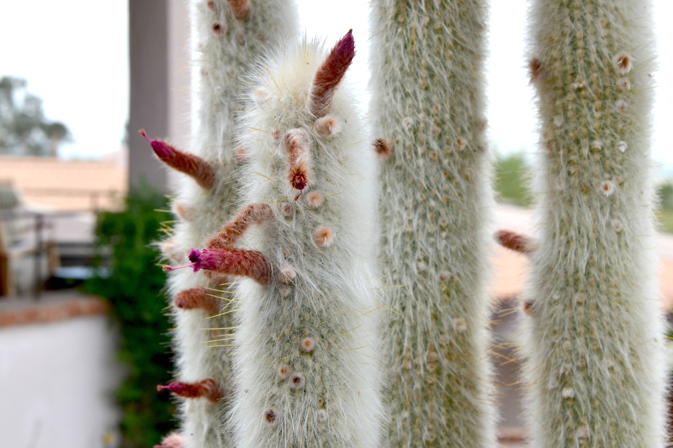 Westward Look Resort cactus blooms