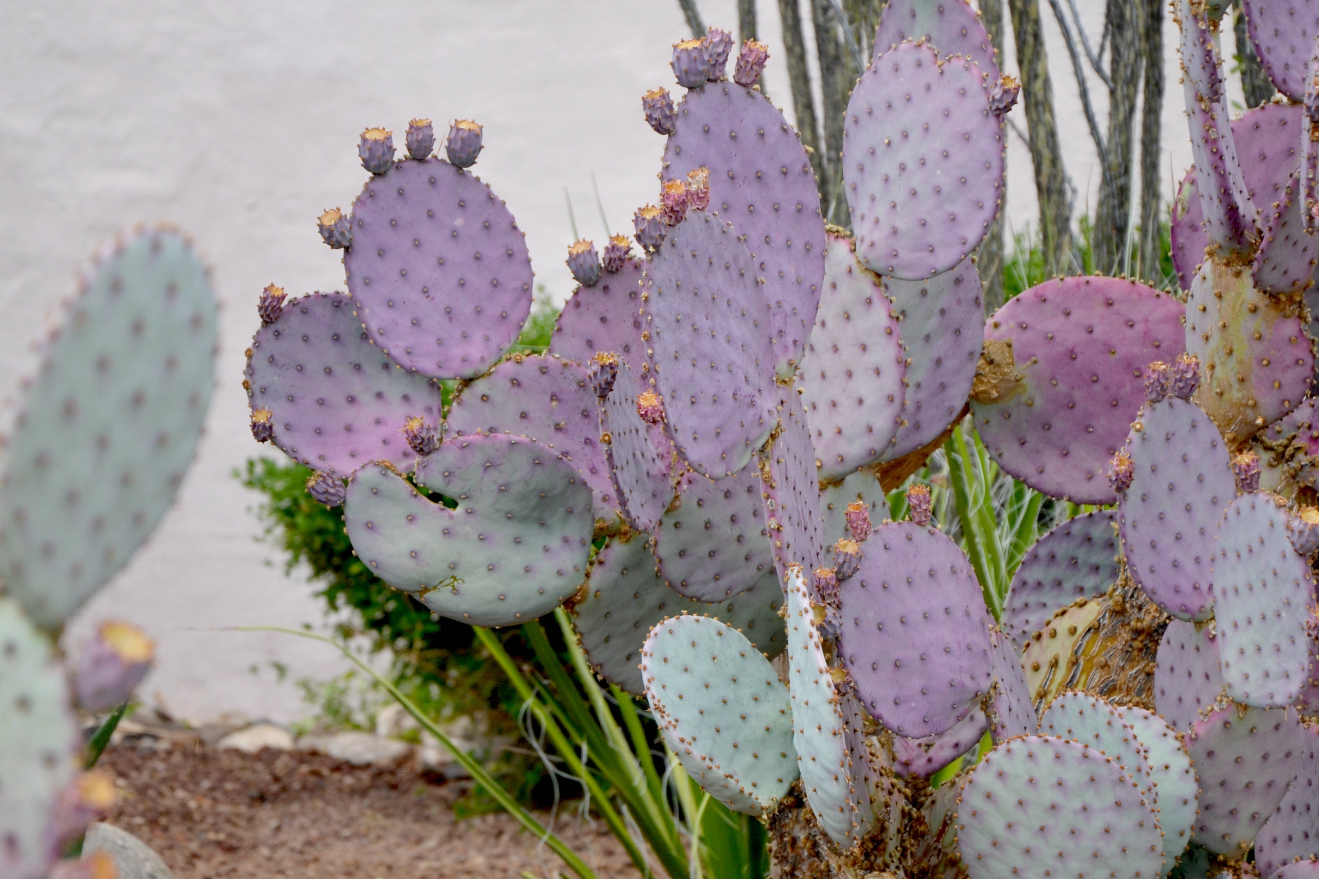 Westward Look Resort purple prickly pear cacti