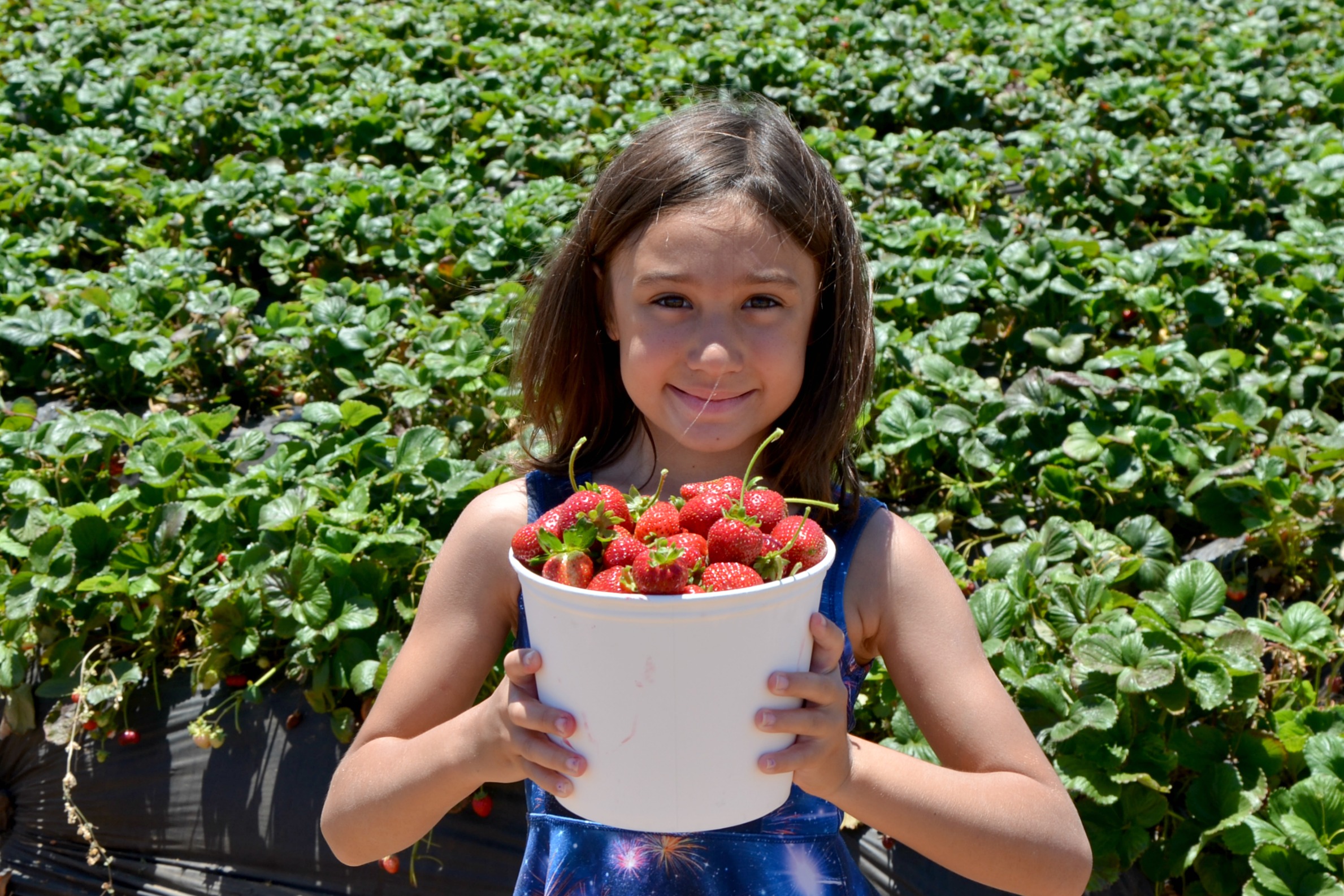 Carlsbad U-Pick Strawberries tub