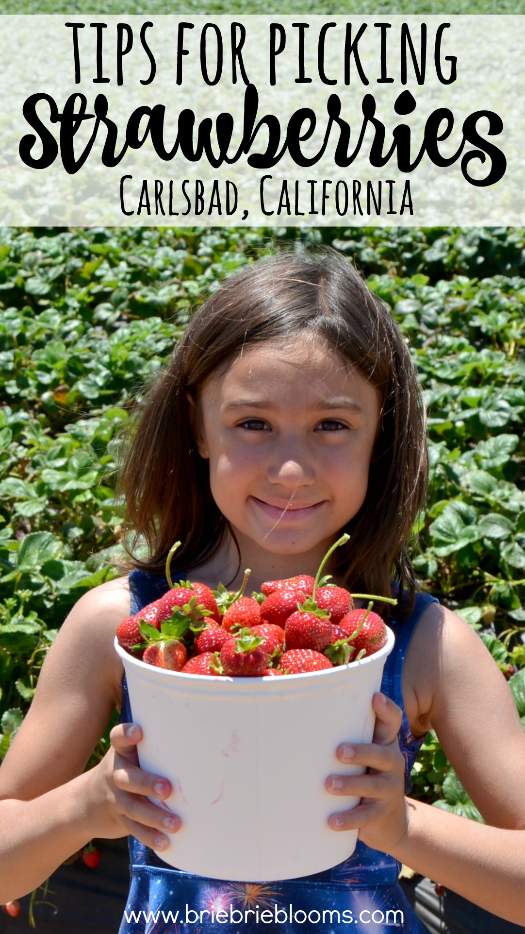 Tips for picking strawberries Carlsbad California