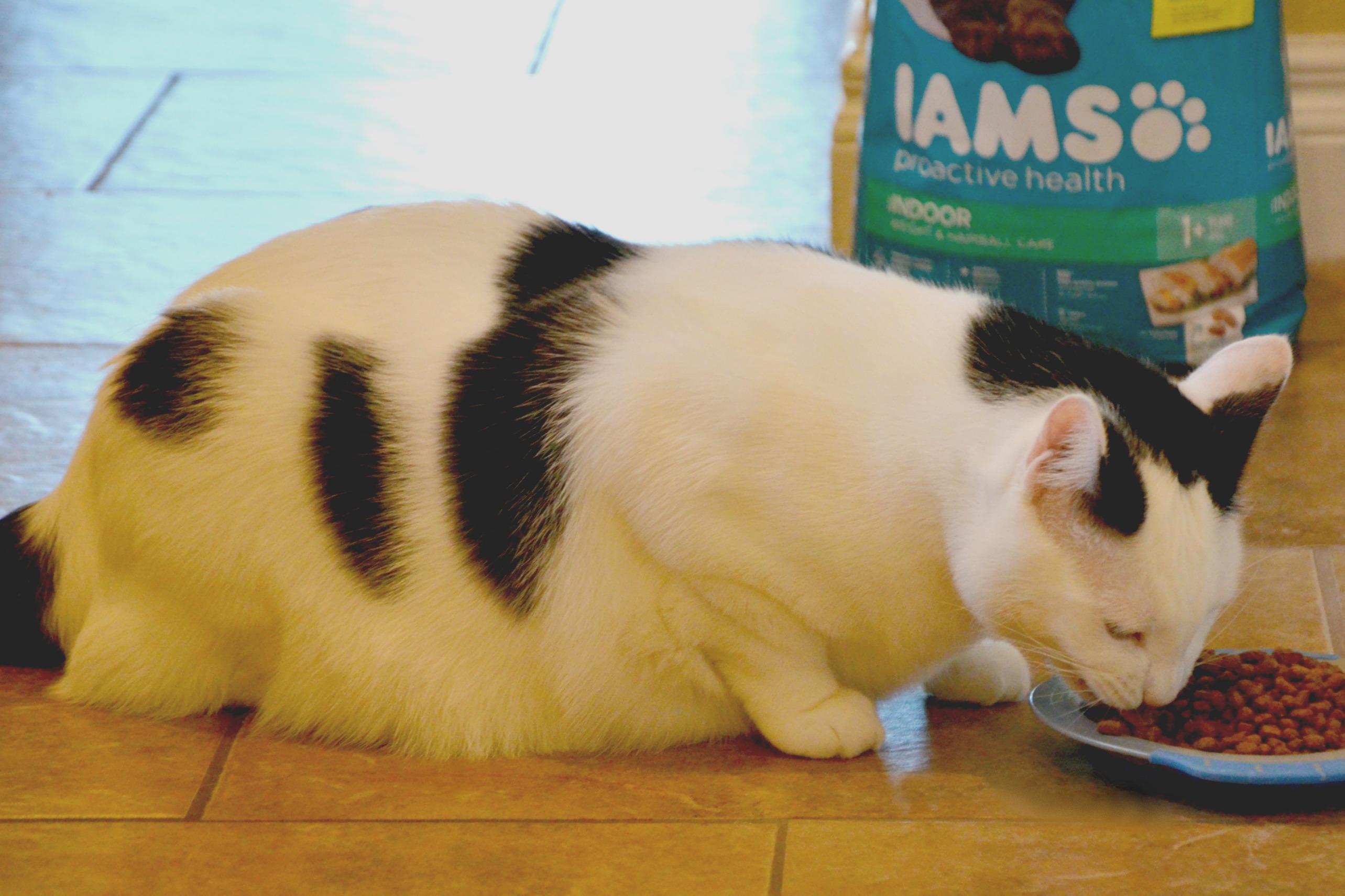 favorite cat food IAMS indoor