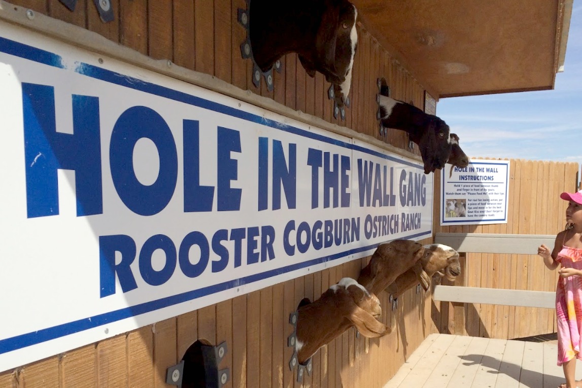 Rooster Cogburn Ostrich Ranch hole in the wall goats