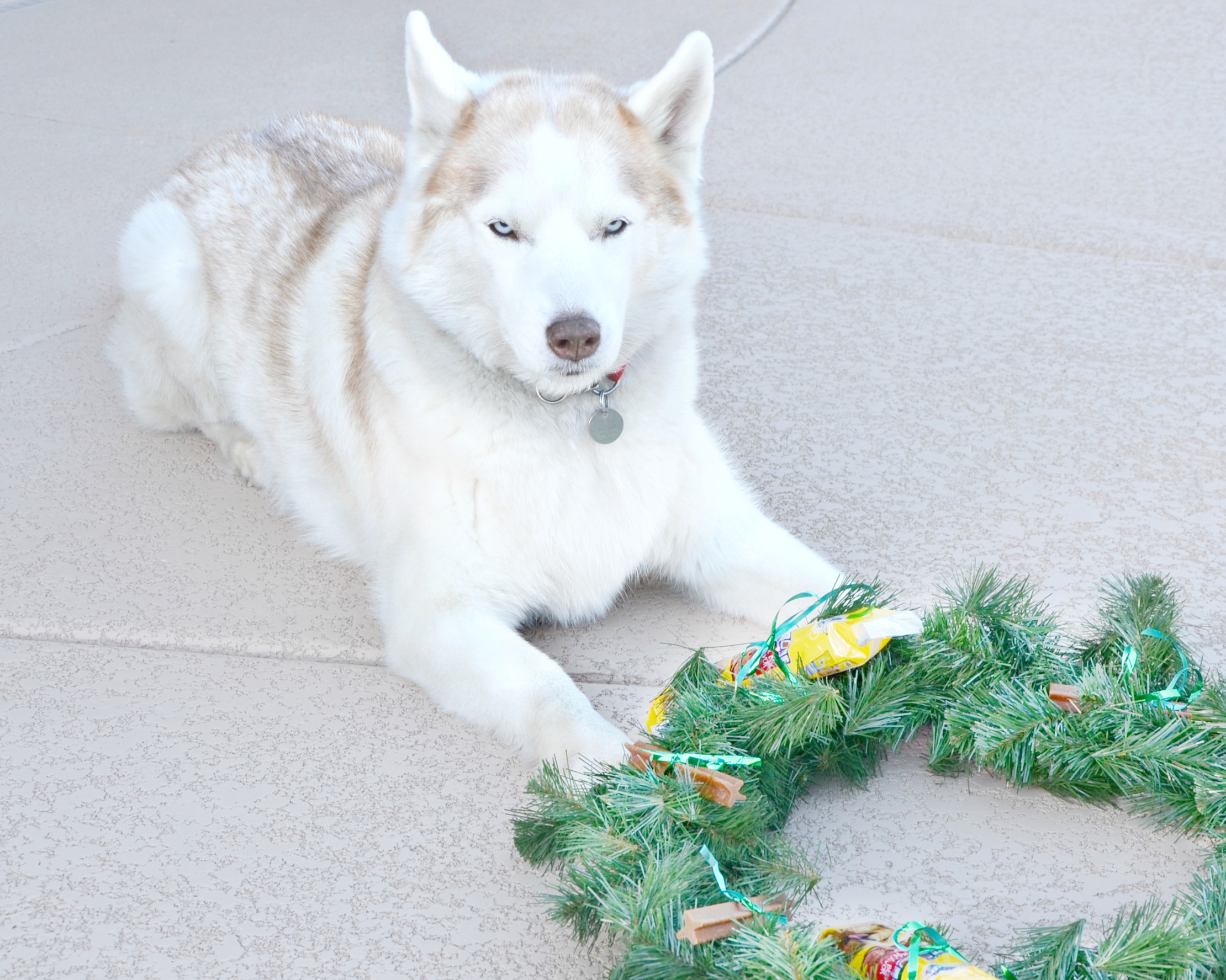 Thankful dog treat wreath husky