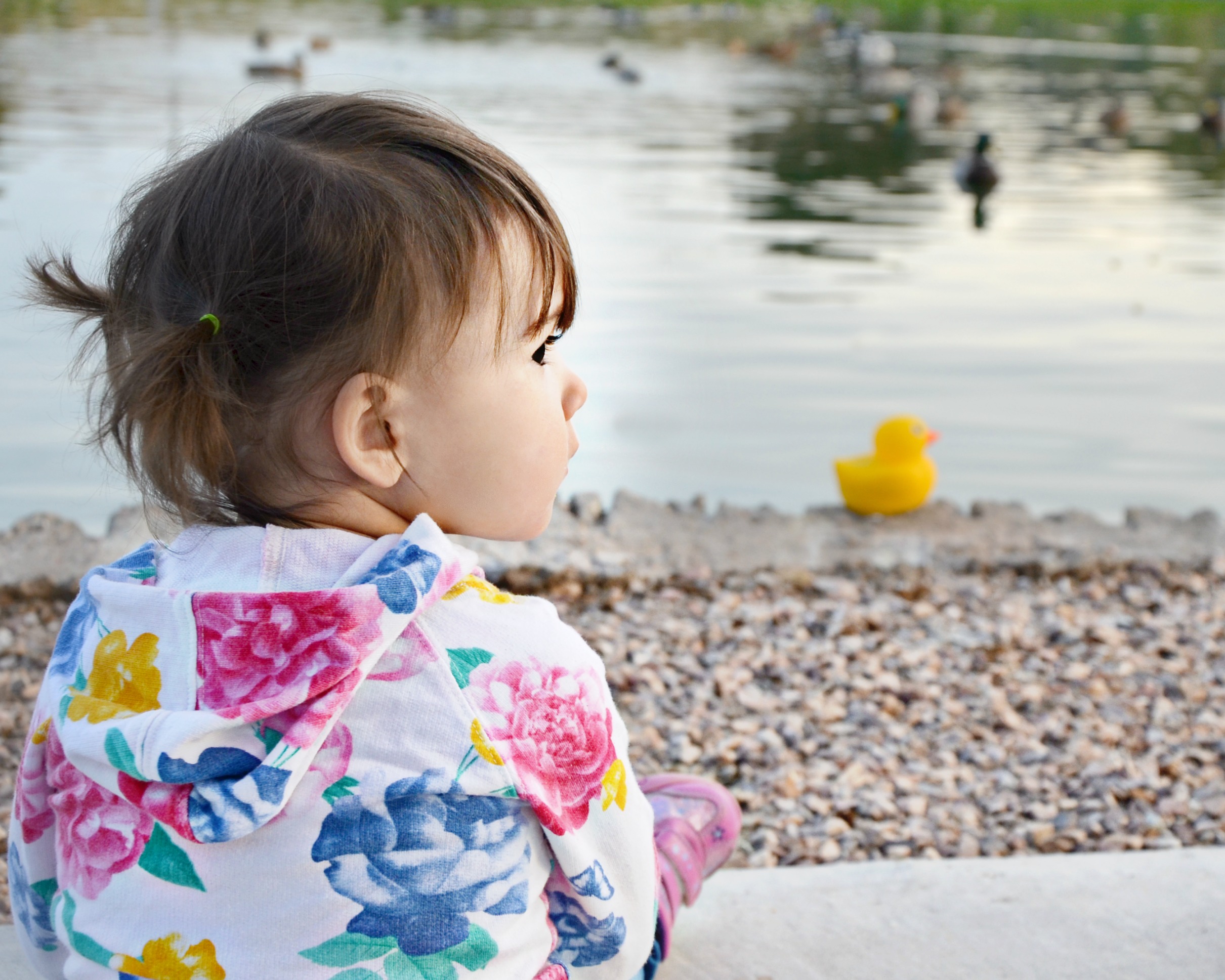 Edwin the Duck and baby at lake