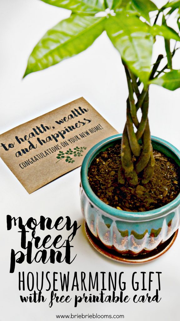 Money Tree Plant Housewarming Gift Brie Brie Blooms