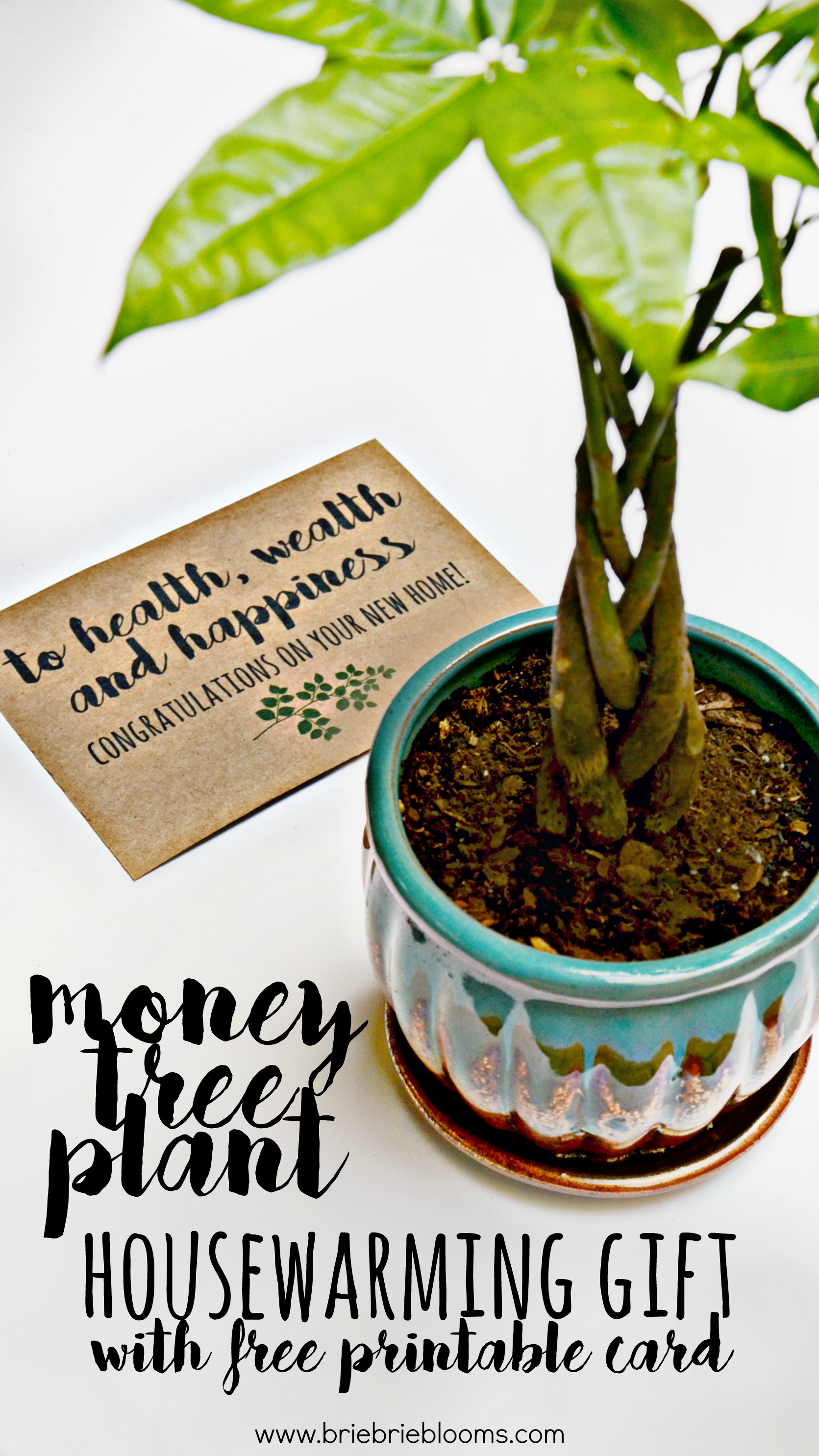 Money Tree Plan Housewarming Gift