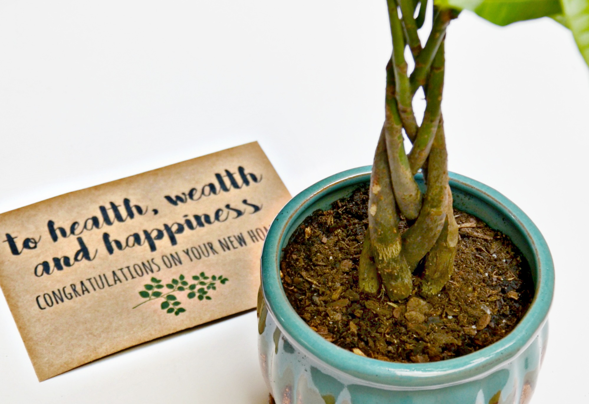 Money tree plant housewarming gift card