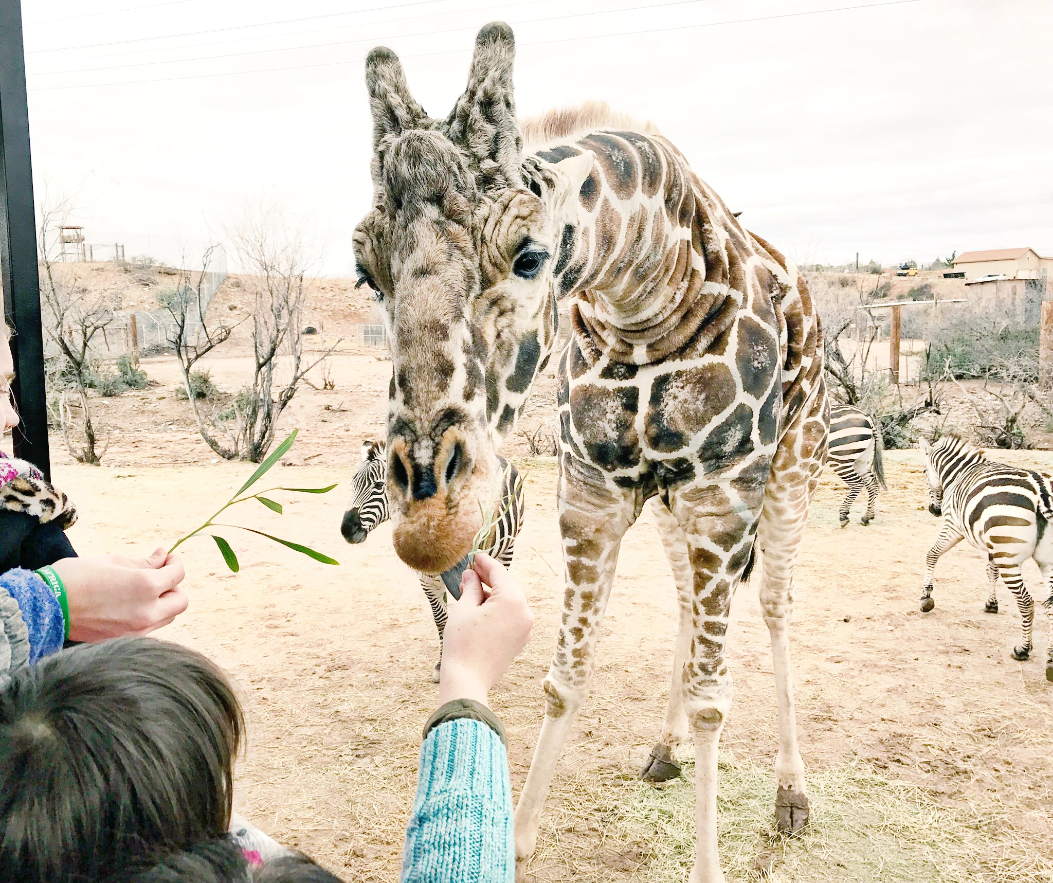Out of Africa Wildpark giraffe kiss
