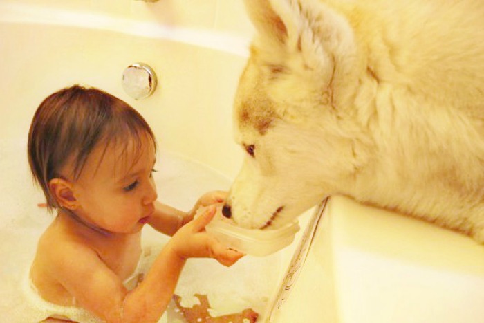 husky sharing bath with baby
