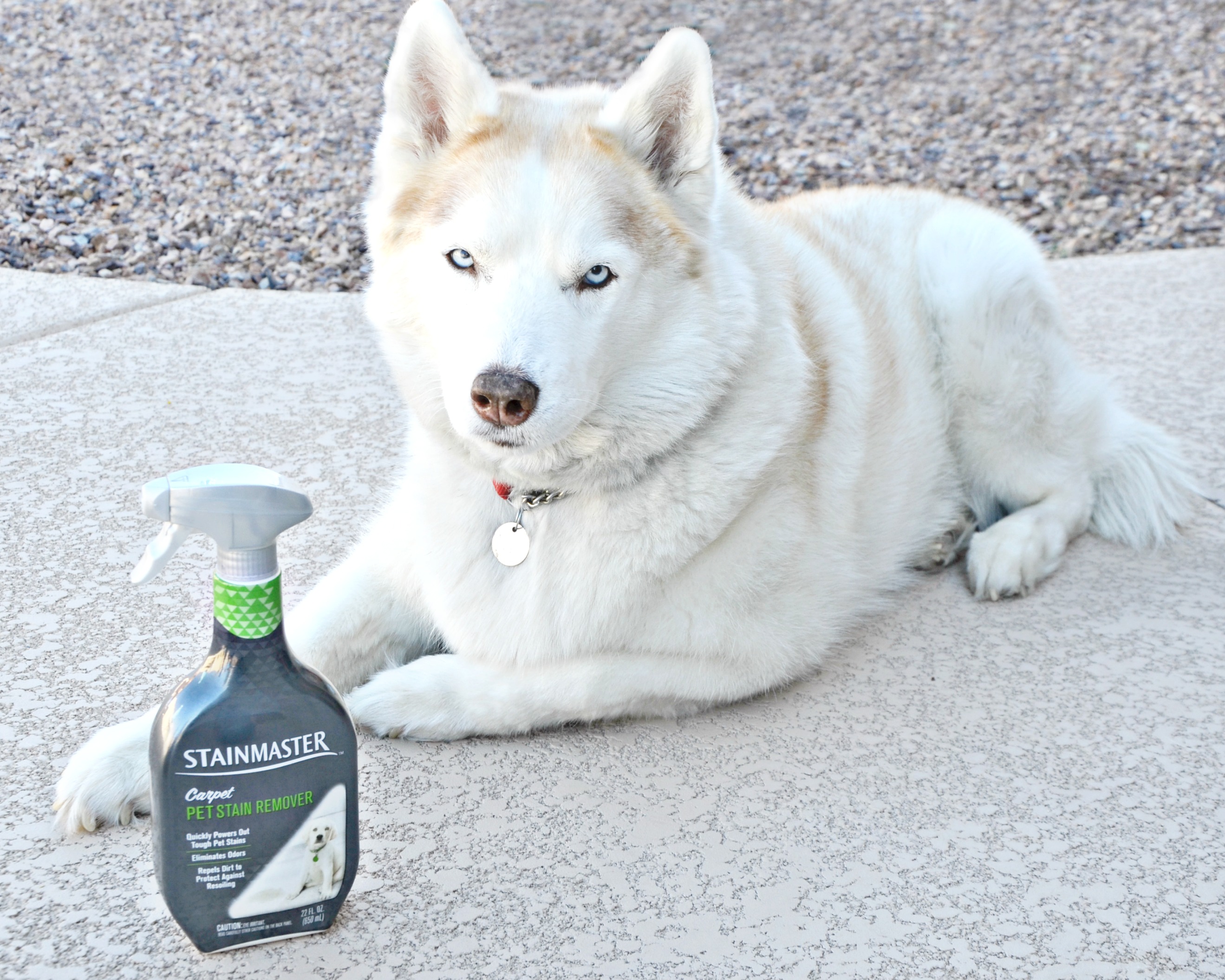 Share a new puppy husky gift with friends and family bringing home a new puppy husky! Our nine year old husky says STAINMASTER® is a great start!