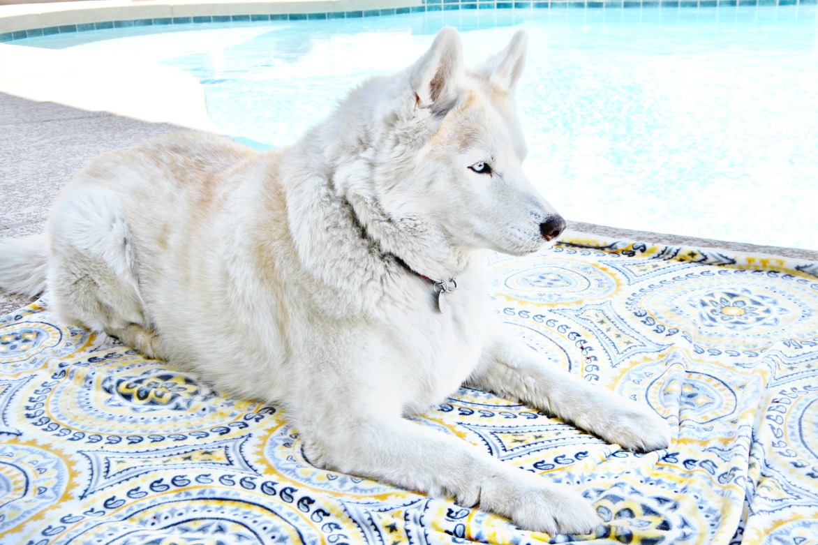 Make this easy wet ground blanket for pets with a plush throw and vinyl table pad. It's perfect for park playdates with wet grass or lounging by the pool!