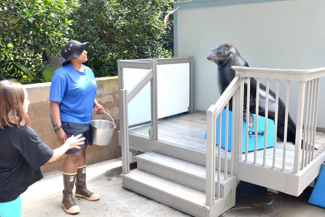 The SeaWorld San Diego sea lions up-close tour is a guided one hour tour featuring behind the scenes access with animal care experts and animal encounters.