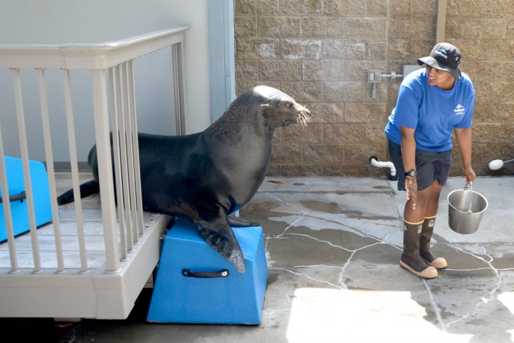 Sea Lions Up-Close Tour SeaWorld San Diego - Brie Brie Blooms