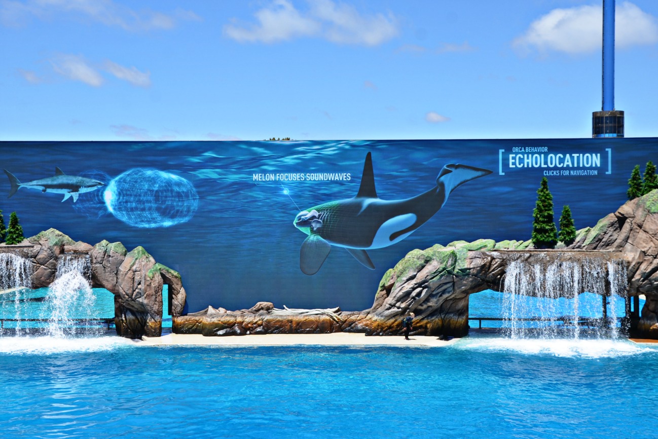 The new Orca Encounter at SeaWorld San Diego is a stunning educational presentation providing a greater understanding of whales in the wild and research.