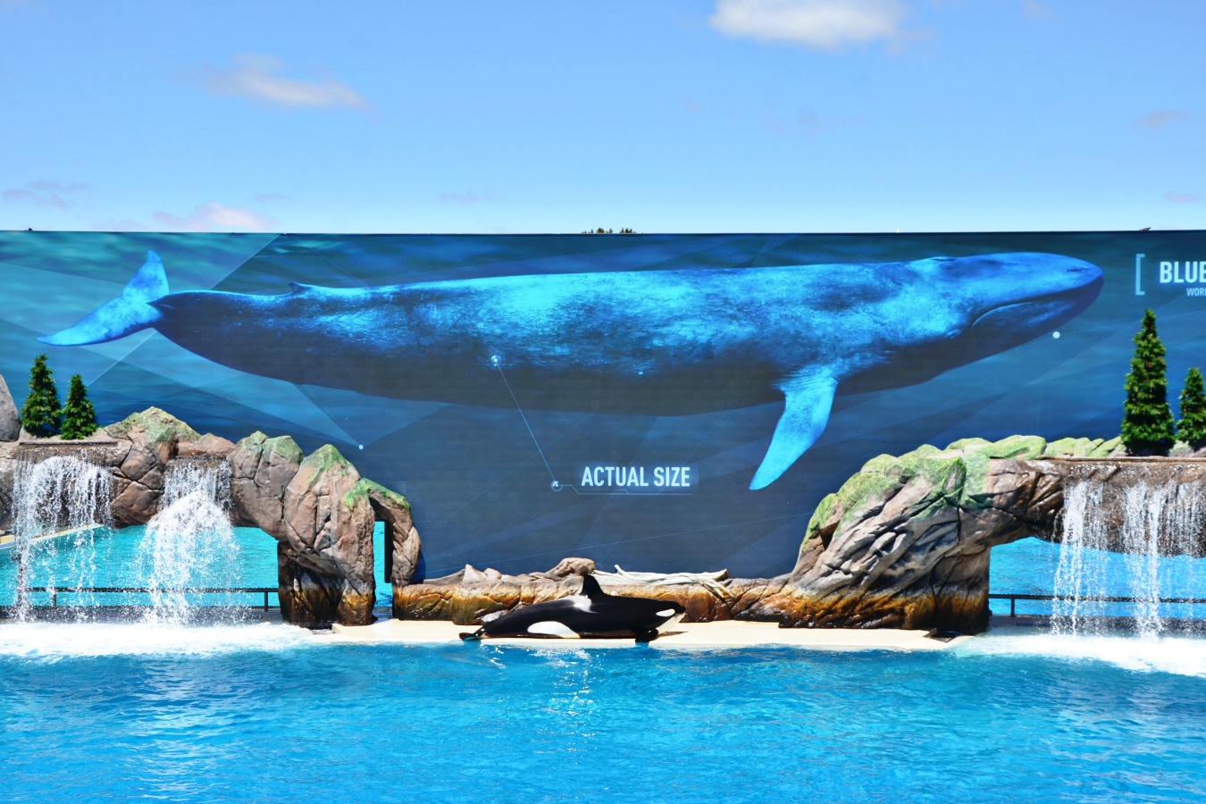 The new Orca Encounter at SeaWorld San Diego is a stunning educational presentation providing a greater understanding of whales in the wild and research.