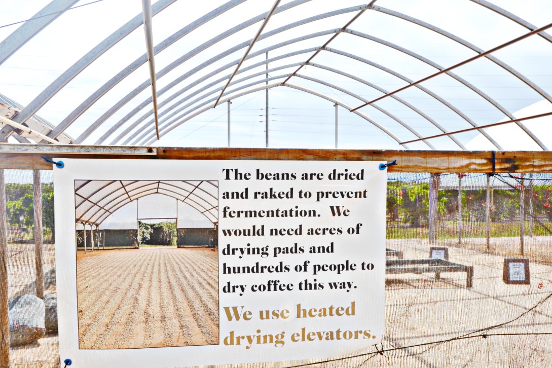 Visit the Kauai Coffee Estate in Kauai, Hawaii to learn about the Kauai Coffee Company and the how coffee is grown and processed for manufacturing.