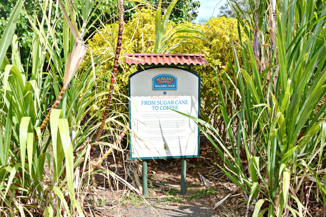 Visit the Kauai Coffee Estate in Kauai, Hawaii to learn about the Kauai Coffee Company and the how coffee is grown and processed for manufacturing.