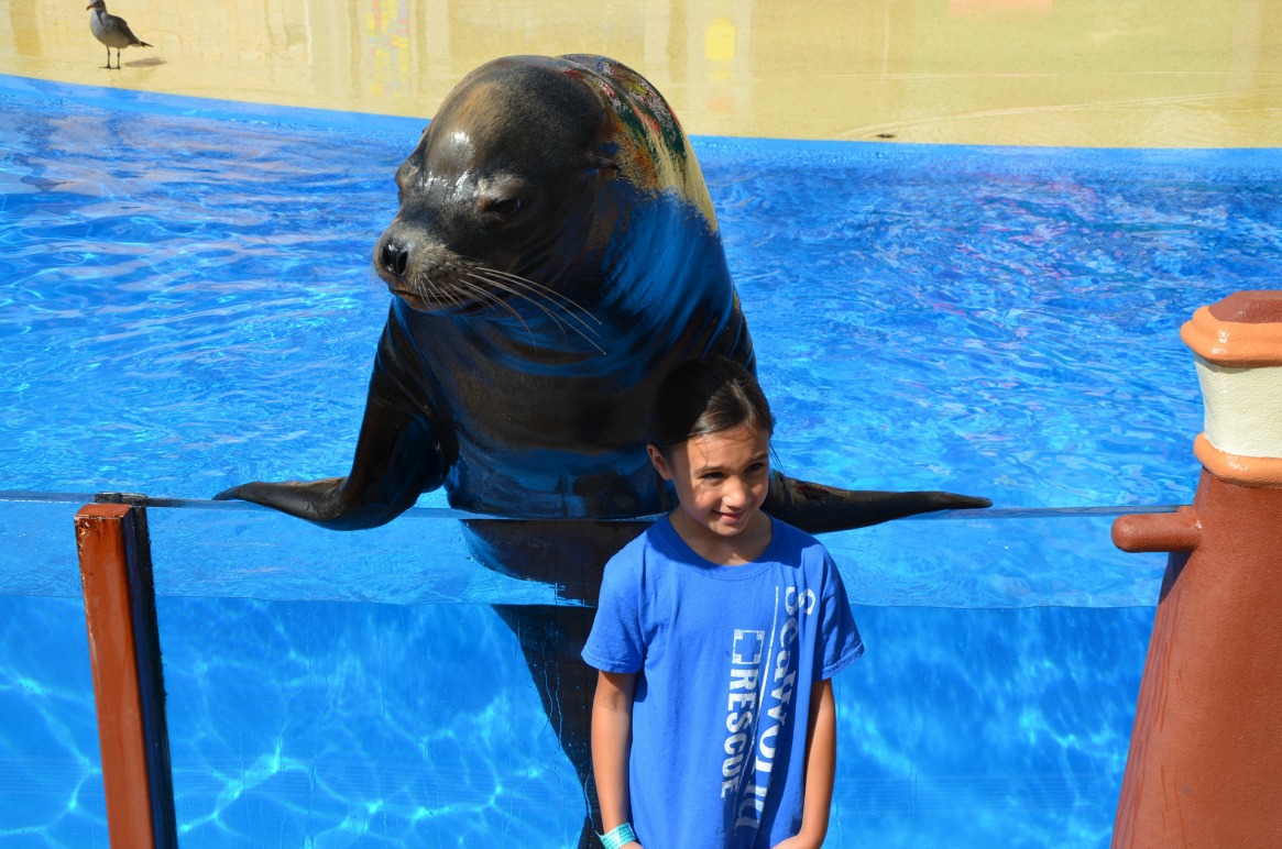 As the SeaWorld guest kid blogger, my daughter has had great learning opportunities. Our boat return experience on a SeaWorld animal return with sea lions and elephant seals was remarkable.