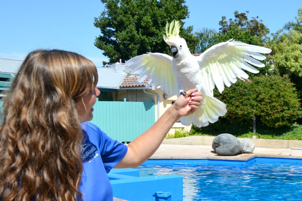 The SeaWorld San Diego Animal Conservation Experience tour is a wonderful learning opportunity with animal encounters providing conservation facts and tips.