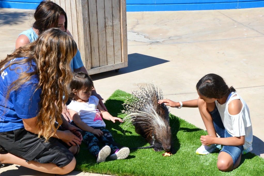 The SeaWorld San Diego Animal Conservation Experience tour is a wonderful learning opportunity with animal encounters providing conservation facts and tips.