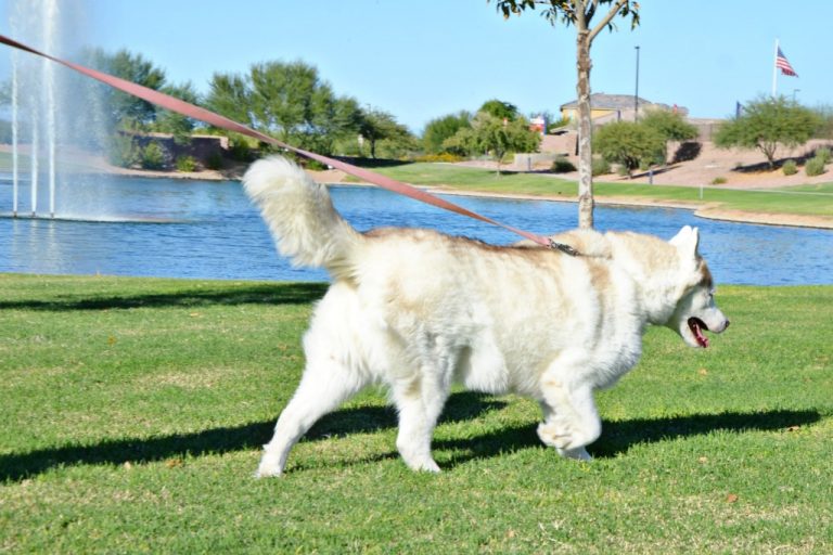 raising-your-puppy-online-dog-training-course-teaching-an-old-dog-new