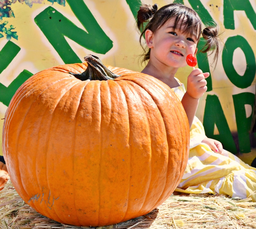 My pumpkin patch farm festival tips include everything you need to plan the best day soaking up all that pumpkin spice and hayride goodness.